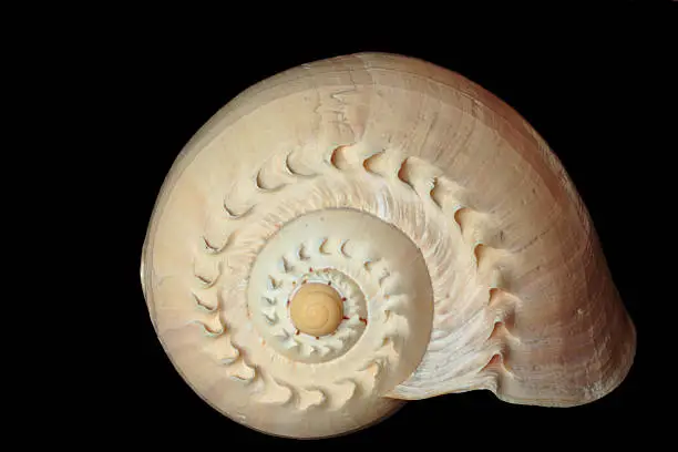 a snail-shell against a black backgrund