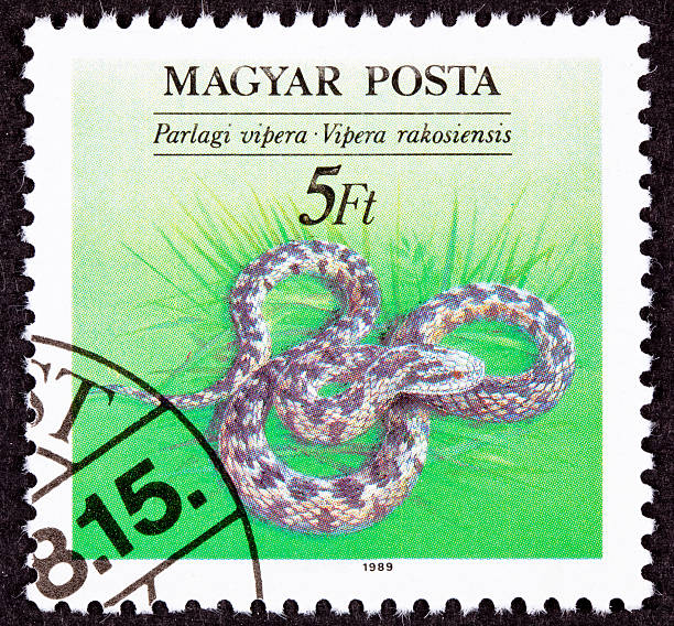 istock Hungarian Postage Stamp Danubian Meadow Viper Vipera ursinii, rakosiensis 176812405