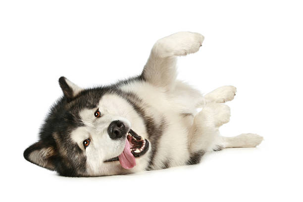 istock Dog rolling over with tongue out 176812420