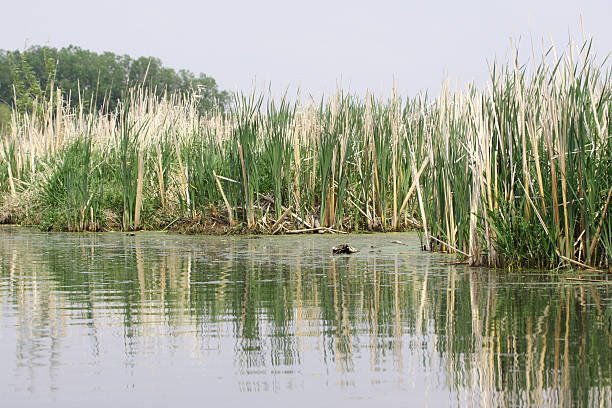 River Bank and Swamp in Land Preservation Area stock photo