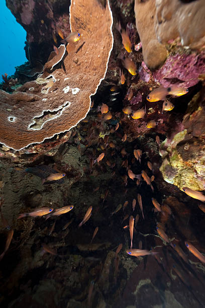 istock coral and sweepers 176813179
