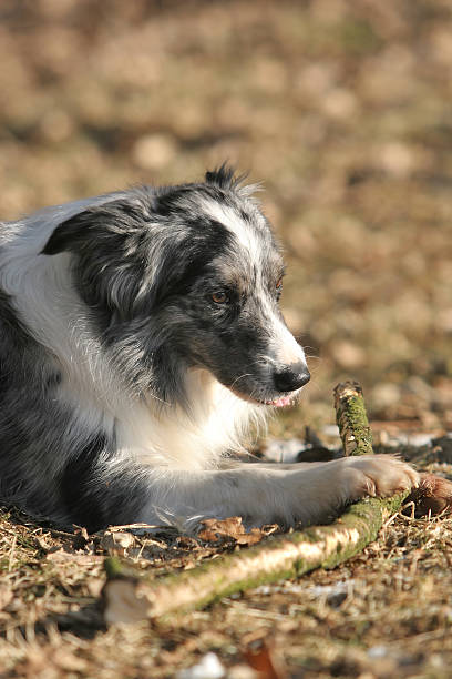 보더콜리 씹는 a stick 스톡 사진