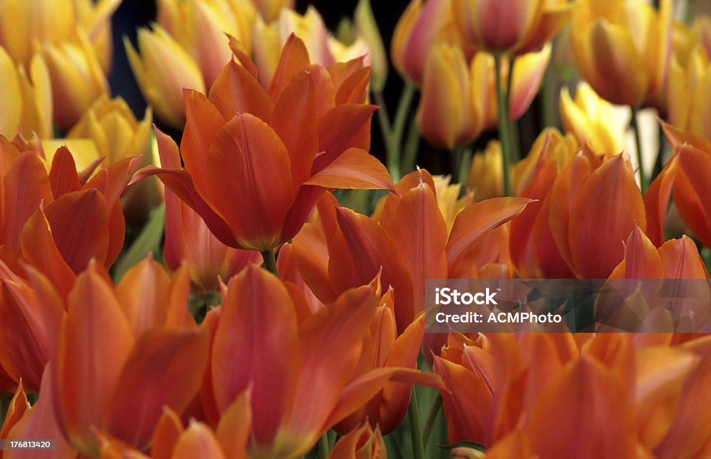 Tulipa laranja de fundo - Royalty-free Amarelo Foto de stock