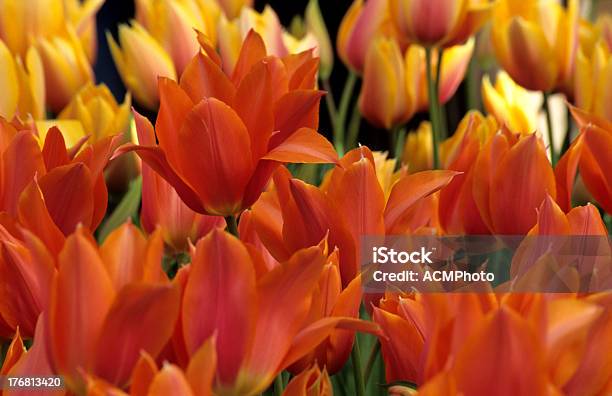 Tulipa Laranja De Fundo - Fotografias de stock e mais imagens de Amarelo - Amarelo, Beleza natural, Botânica - Ciência de plantas