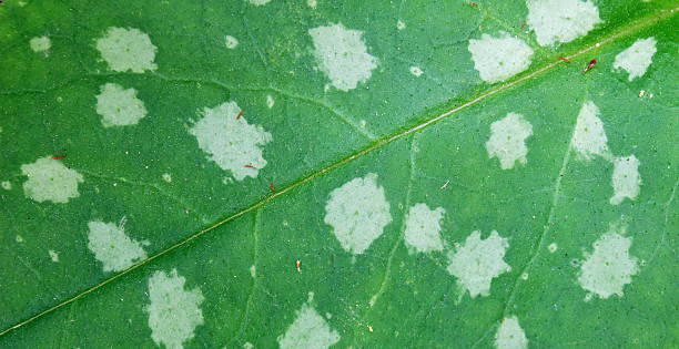 Spotted Pulmonaria leaf stock photo