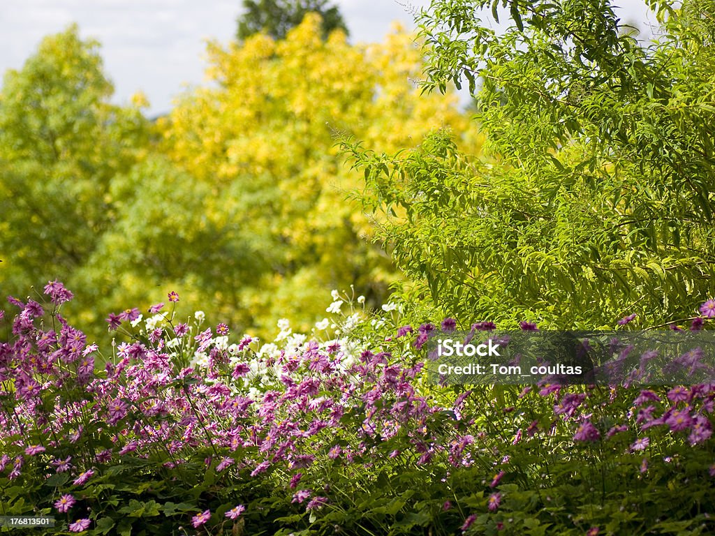 Colourful cottage garden A beautiful garden full of colorful plants against a soft background. Backgrounds Stock Photo