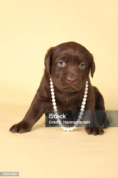 Labrador Welpen Mit Perlen Stockfoto und mehr Bilder von Brauner Labrador - Brauner Labrador, Einzelnes Tier, Fotografie