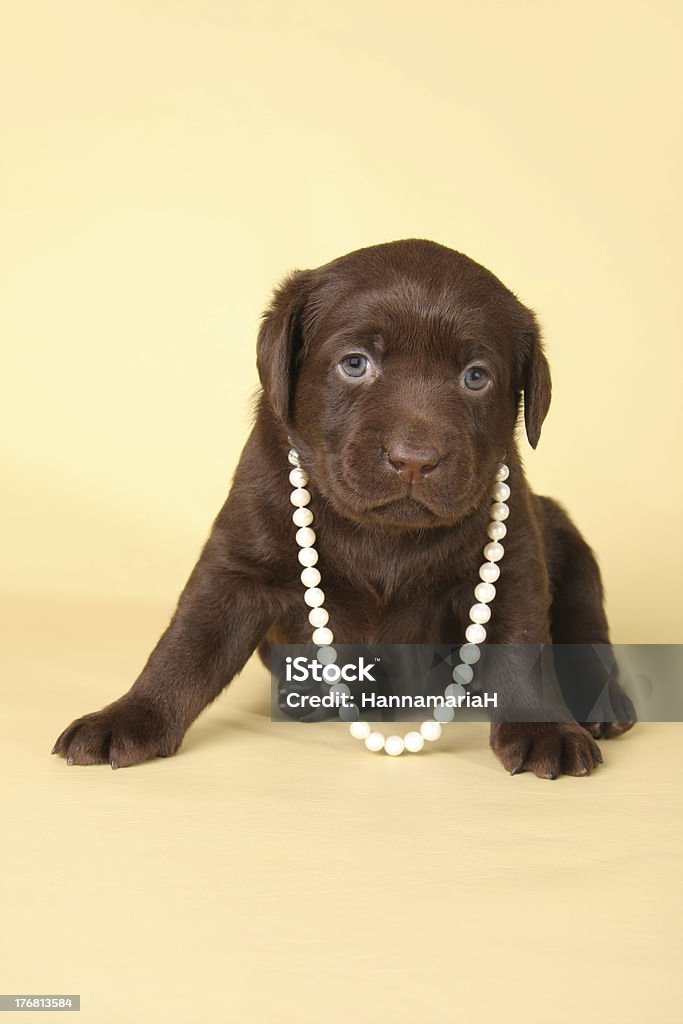 Labrador filhote com pérolas. - Foto de stock de Animal royalty-free