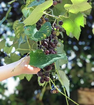 A close-up of a person holding a bunch of dark purple grapes growing on a vine