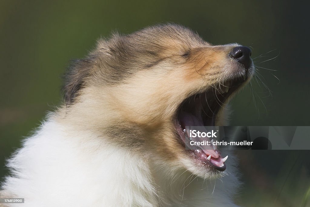 terribly tired a yawning Collie puppy Animal Stock Photo