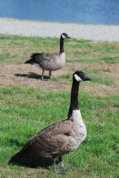 istock Close-up Canadian Goose 176813957