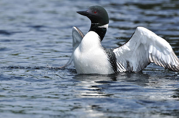 Common Loon Displaying Common Loon (Gavia immer) Displaying on a Lake on a Sunny Day boundary waters canoe area stock pictures, royalty-free photos & images