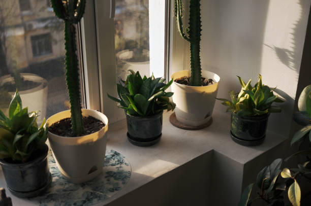 istock collection of simple plants in plastic pots 1768143319