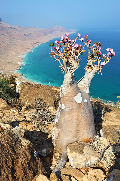 Bottle tree of Socotra Island Bottle tree - adenium obesum &#8211; endemic tree of Socotra Island with turquoise sea water background at Socotra Island adenium obesum photos stock pictures, royalty-free photos & images