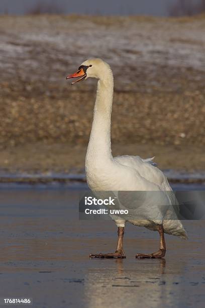 Foto de Cisnebranco Em Pé No Gelo e mais fotos de stock de Animal - Animal, Ave Aquática, Azul