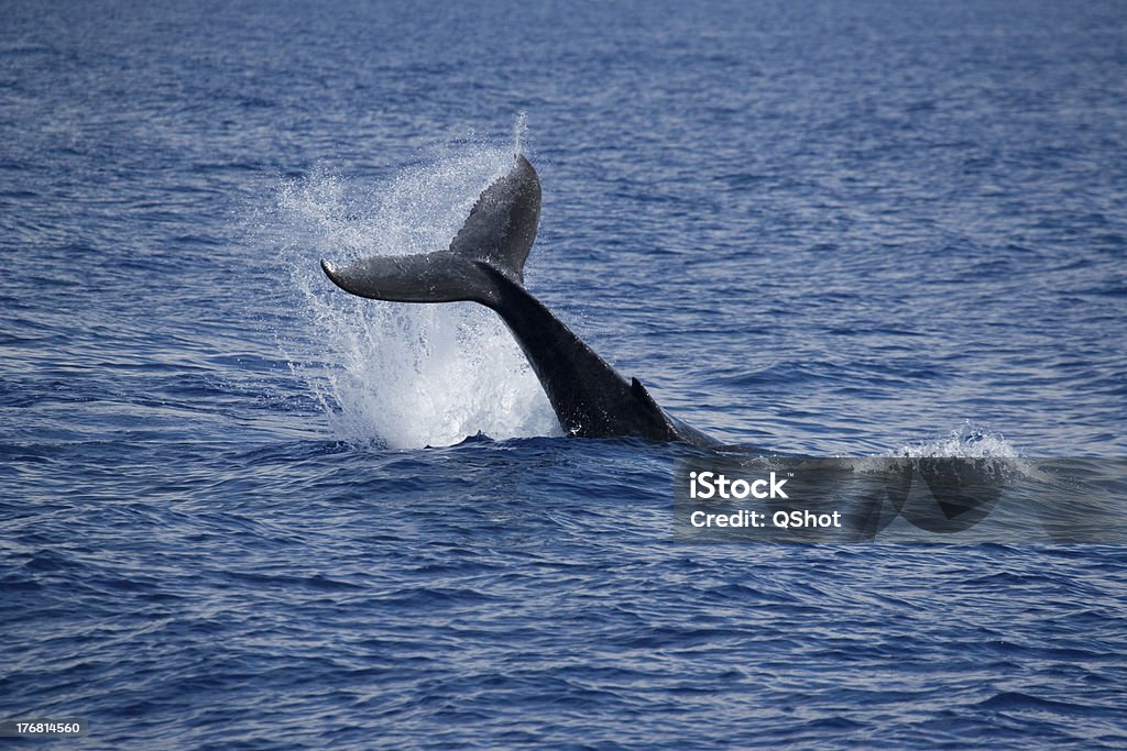 Ballena jorobada - Foto de stock de Aleta de cola - Parte del cuerpo animal libre de derechos