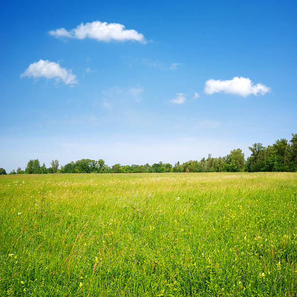 istock field flowers and blue sky 176814568