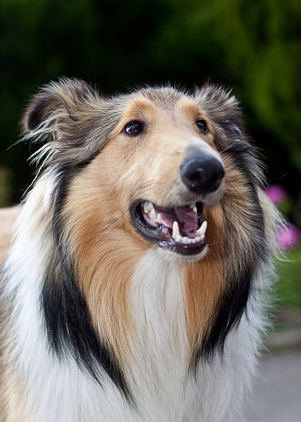 istock Collie, brown, white and dark colors 176814855