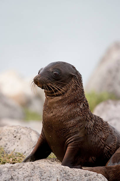 istock Galapagos Sea Lion 176814958