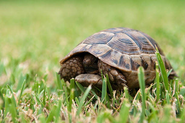 A turtle in close-up on the water