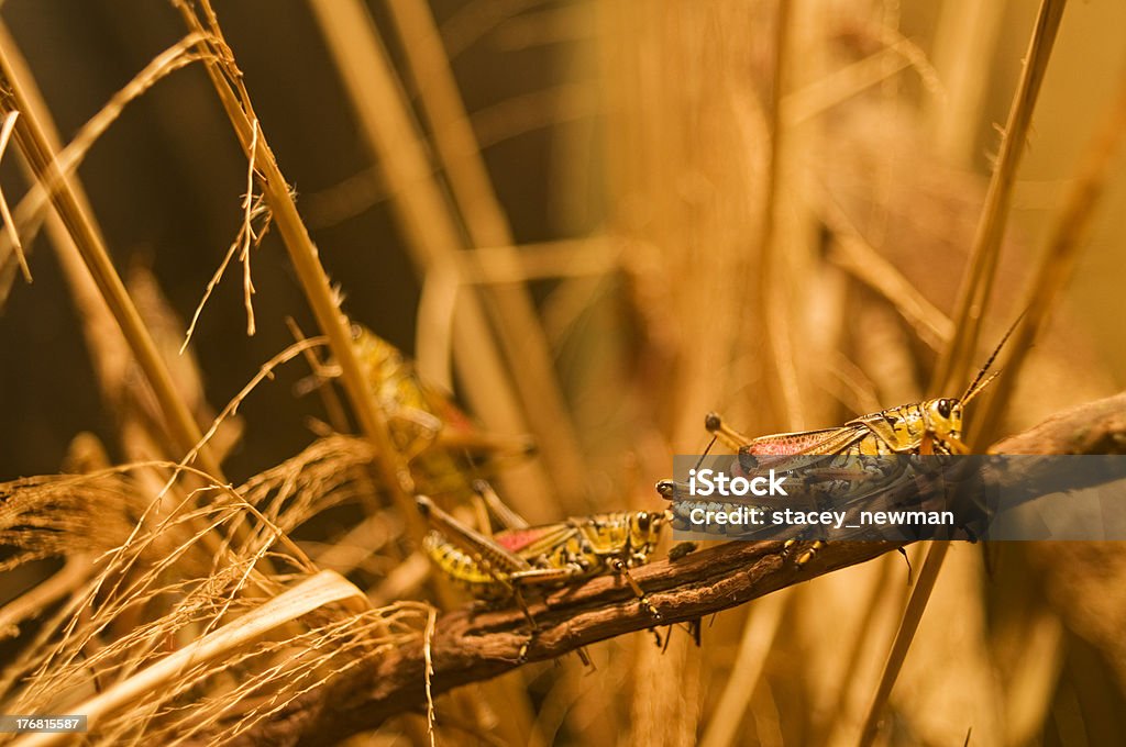 Grandi Grasshoppers, Locusts - Foto stock royalty-free di Animale
