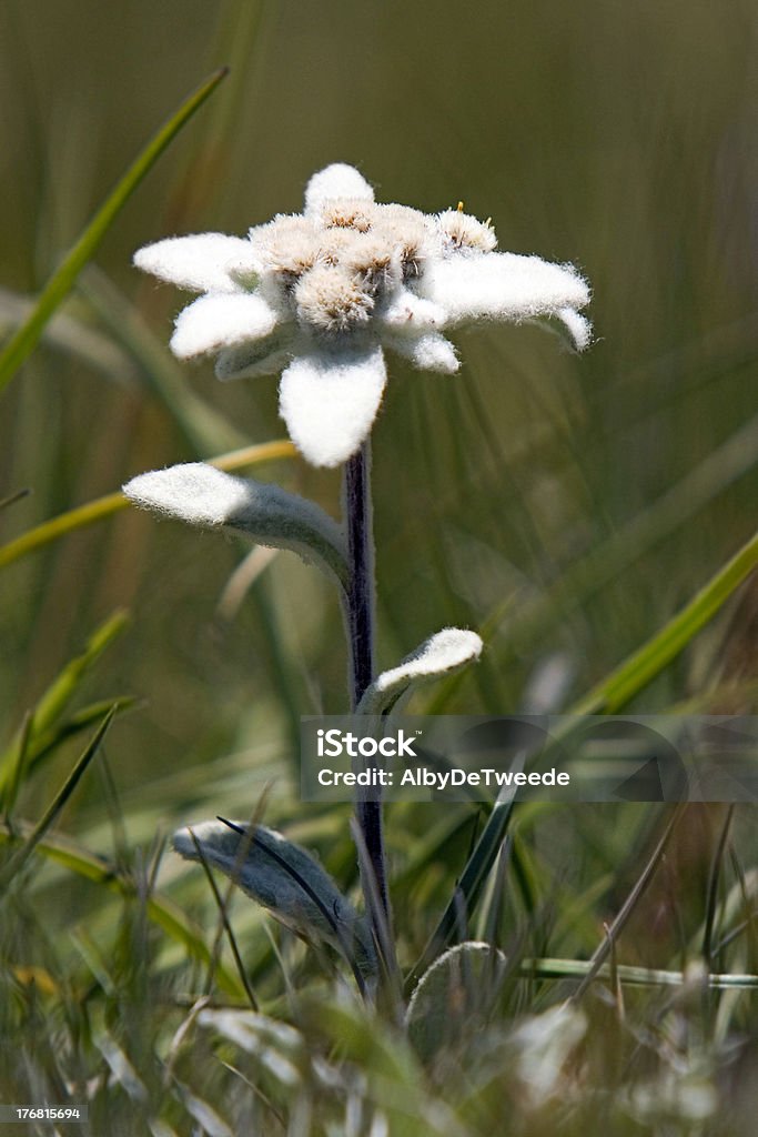 Edelweiss - Foto de stock de Aire libre libre de derechos