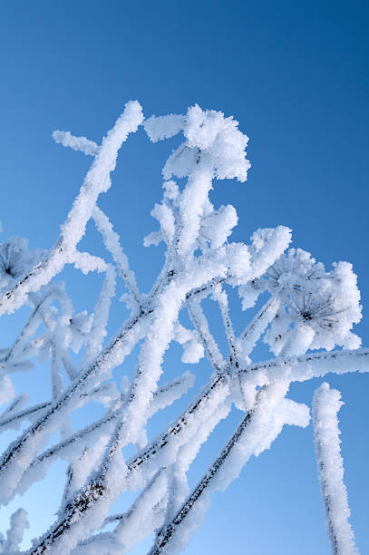 istock Winter landscape.Frozenned flower 176815820