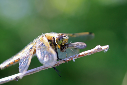 macro of a dragonfly that caught a mosquito