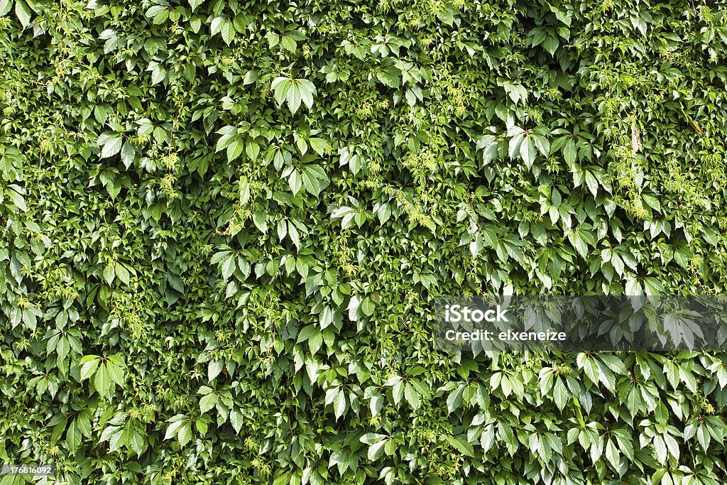 Sfondo verde - Foto stock royalty-free di Ago - Parte della pianta