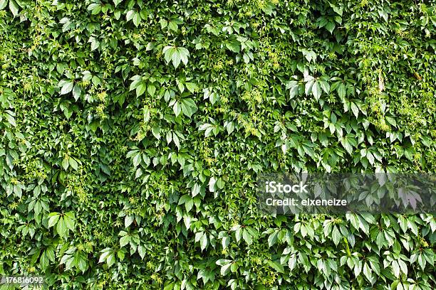 Sfondo Verde - Fotografie stock e altre immagini di Ago - Parte della pianta - Ago - Parte della pianta, Albero, Ambientazione esterna