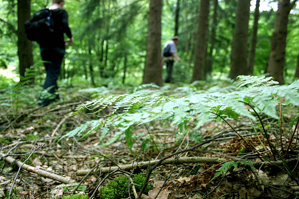 istock Wanderers in the wood with fern 176816155