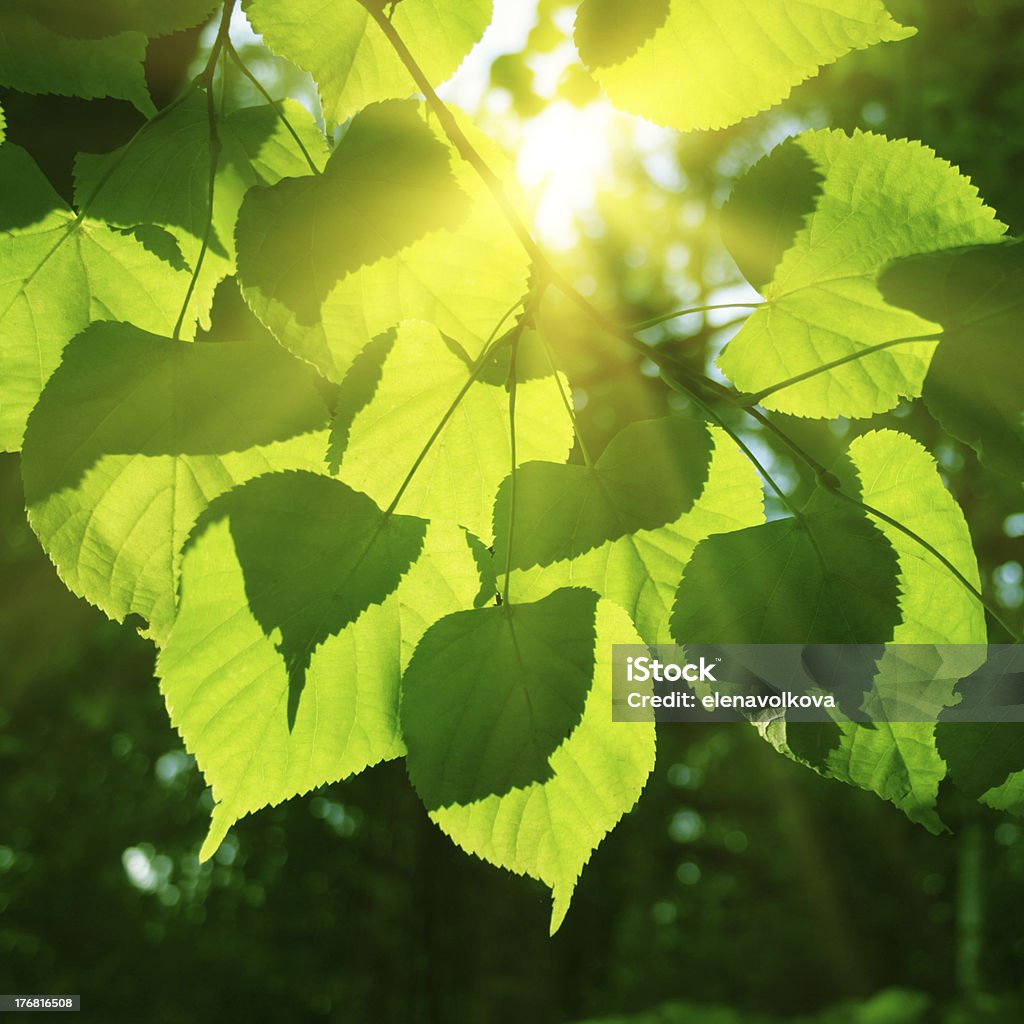 Baum Blätter und Sonne. - Lizenzfrei Amerikanische Linde Stock-Foto