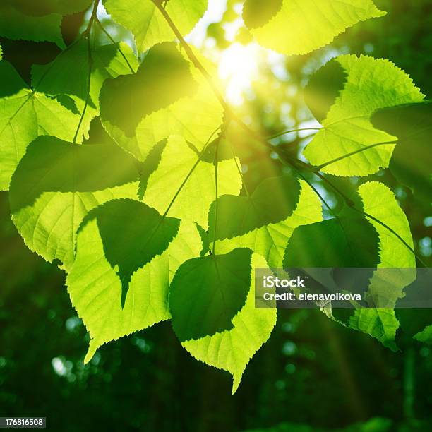 Baum Blätter Und Sonne Stockfoto und mehr Bilder von Amerikanische Linde - Amerikanische Linde, Ast - Pflanzenbestandteil, Baum