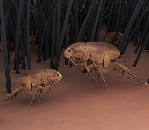 Fleas 3D rendering of animal fleas cat flea stock pictures, royalty-free photos & images