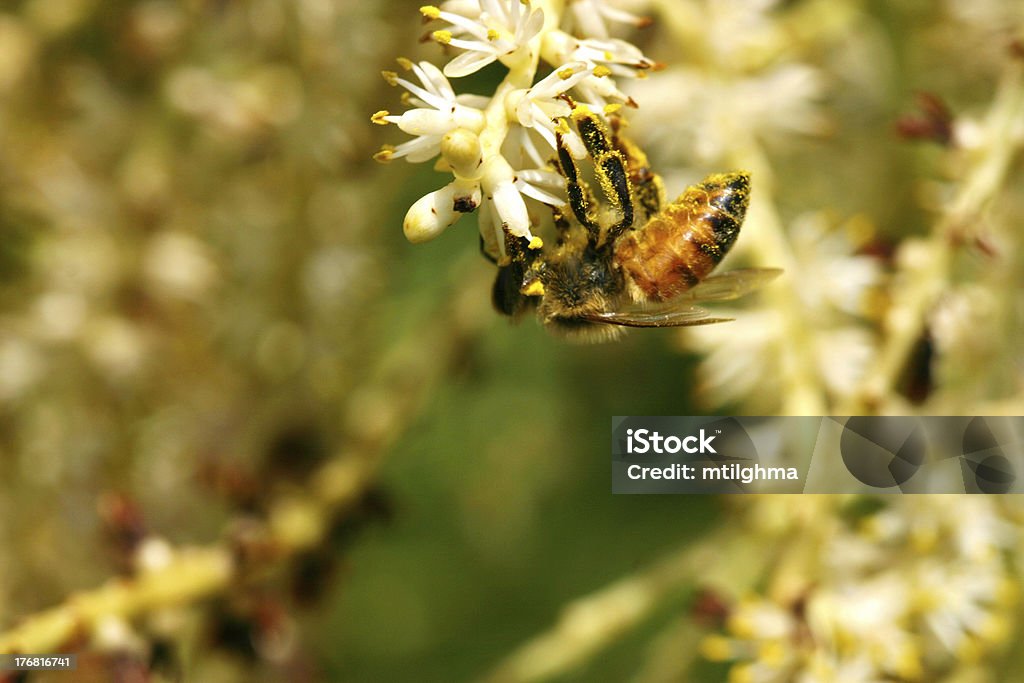 Pollinating abeja - Foto de stock de Abeja libre de derechos