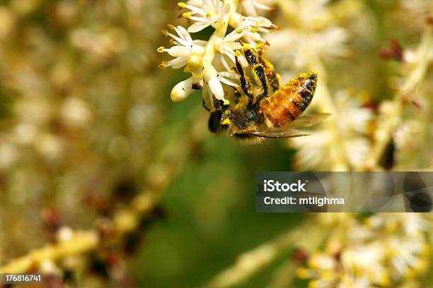 Pollinating Abeja Foto de stock y más banco de imágenes de Abeja - Abeja, Aguijón, Ala de animal