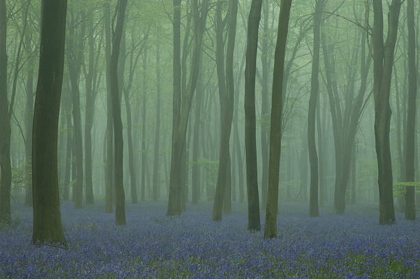 Spring Mist in a Hampshire Bluebell Wood stock photo