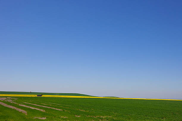 Landscape with yellow flower line stock photo