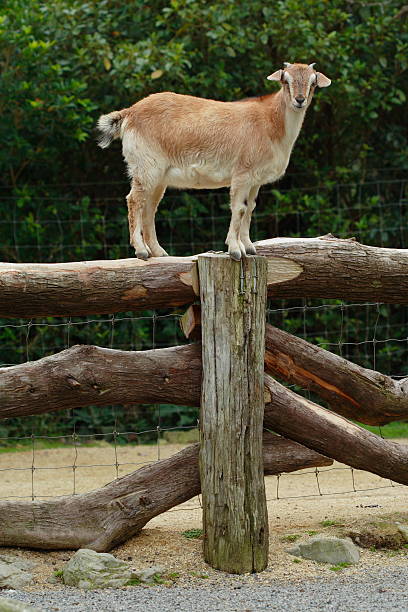 Goat on a fence stock photo