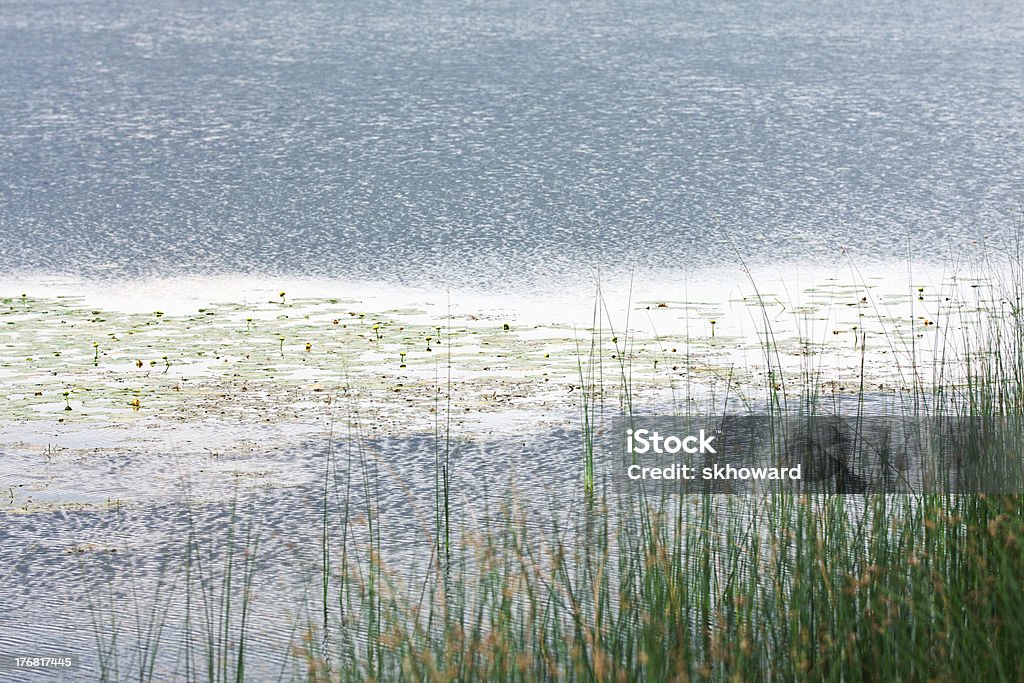 Water Lilies and Reeds on Lake Water lilies and reeds on a lake. Beauty In Nature Stock Photo