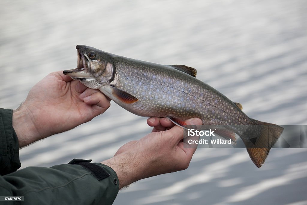 Brook oder Bachsaibling auf unscharf im Hintergrund - Lizenzfrei Bachsaibling Stock-Foto