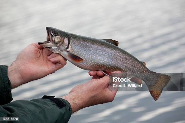 Brook Oder Bachsaibling Auf Unscharf Im Hintergrund Stockfoto und mehr Bilder von Bachsaibling