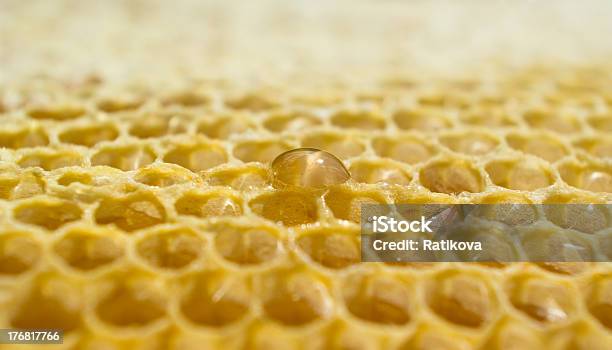 One Honey Drop Stock Photo - Download Image Now - Drop, Extreme Close-Up, Food