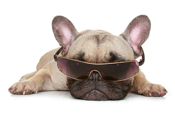 istock French bulldog in sunglasses 176817775