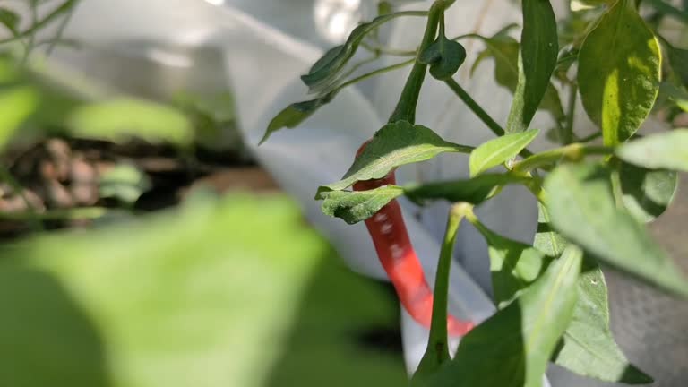 harvest curly chilies in your yard