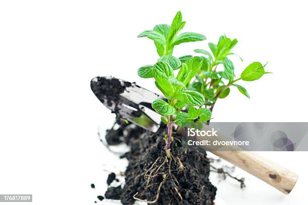 Photo libre de droit de Petit Vert Menthe Violet Avec Pelle banque d'images et plus d'images libres de droit de Acier - Acier, Aliment, Aliment cru