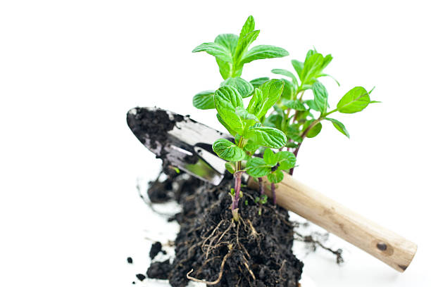 istock small green mint sprouts with shovel 176817889