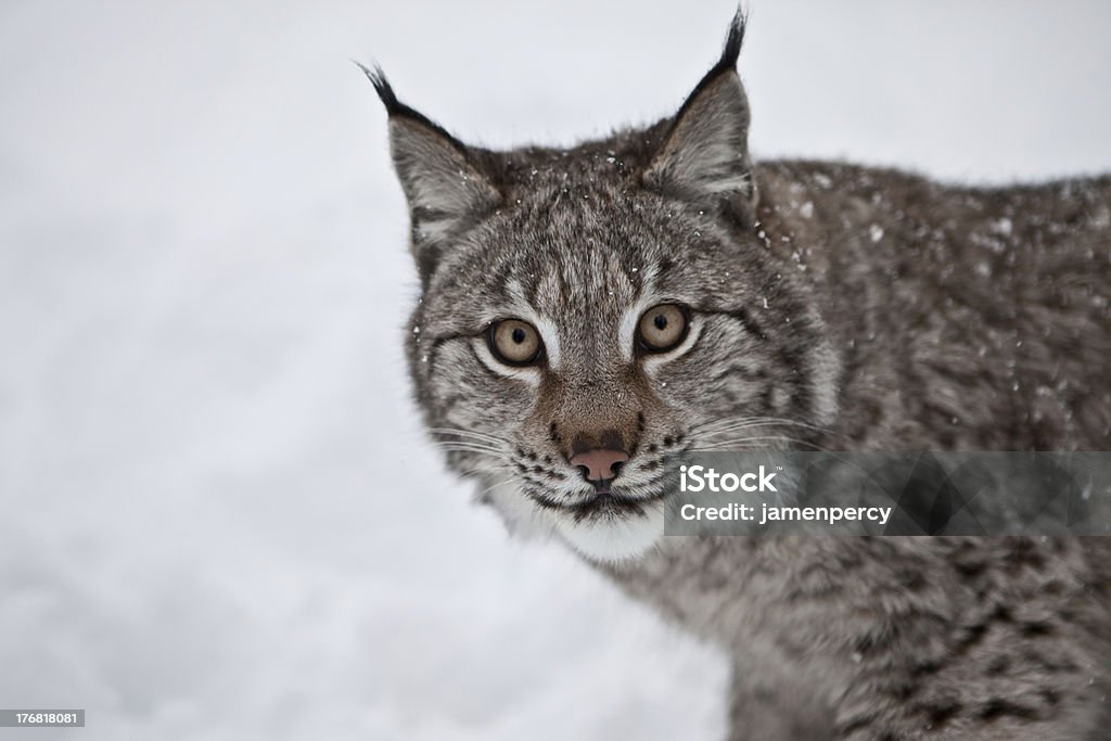 Hembra Lynx en Noruega - Foto de stock de Abrigo libre de derechos
