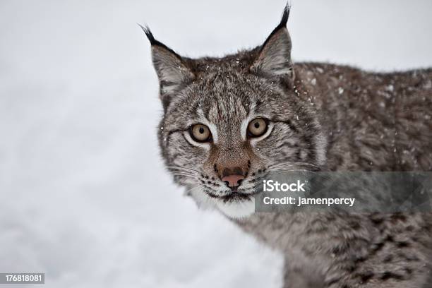 Hembra Lynx En Noruega Foto de stock y más banco de imágenes de Abrigo - Abrigo, Abrigo de pieles, Acechar - Caza