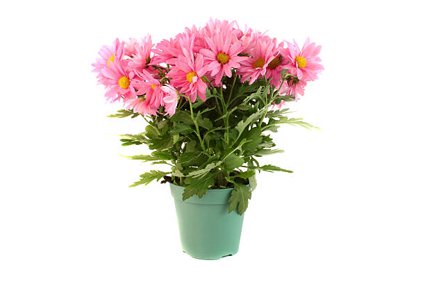 istock Pot of pink daisies 176818247